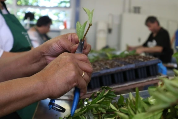 Afbeelding van de werkplek 'Scalabor Kwekerijen'.